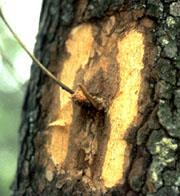 first Trunk Canker Lower Branch dieback Dogwood: