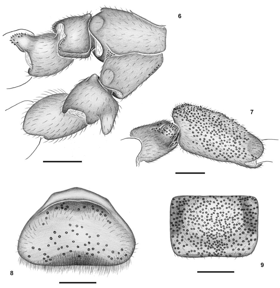 106 Alexandre B. Bonaldo & Ricardo Pinto-da-Rocha Fig. 6-9. Cryptocellus abaporu sp. n. Male.