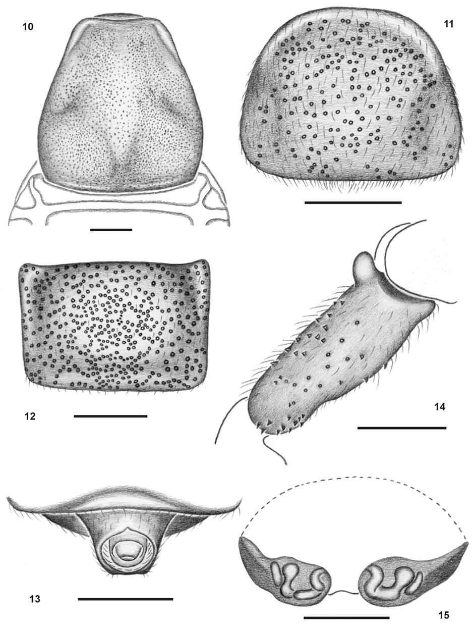 On a new species of Cryptocellus from Brazilian Amazon 107 Fig. 10-15. Cryptocellus abaporu sp. n. Female.