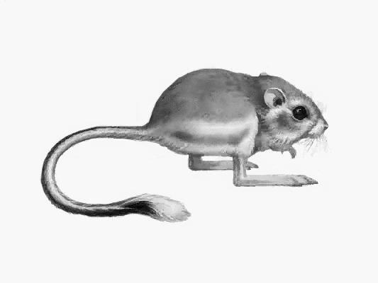 Competitive exclusion: An example from the Sonoran desert In plots where Kangaroo rat the kangaroo rats were excluded: Copyright (c)