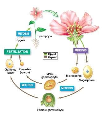 Angiosperm Sex: Flowers, Fruits, and Seeds The angiosperm life cycle is an alternation