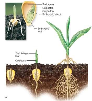 Plant Growth Begins With Seed Germination Monocots and