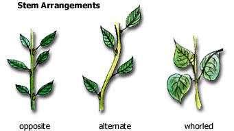 Leaf Arrangement Alternate - one leaf attached per node, usually staggered (spiral) along stem.