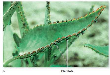 Most Angiosperms Reproduce Sexually Similarly, the leaves of this kalanchoe plant produce