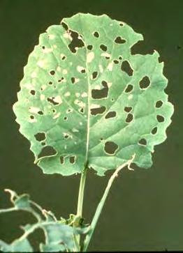 the leaf tissue.