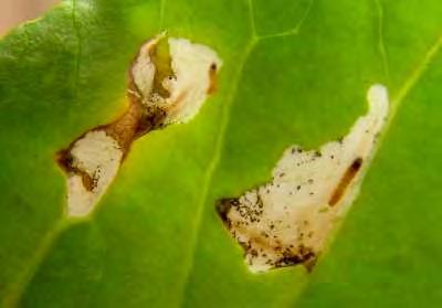 head caterpillar larva chewing the leaf tissue