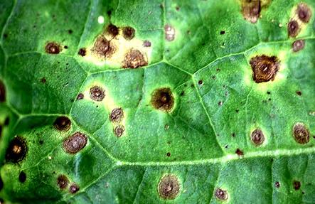 Picture 146: Brown ring spots on leaf.