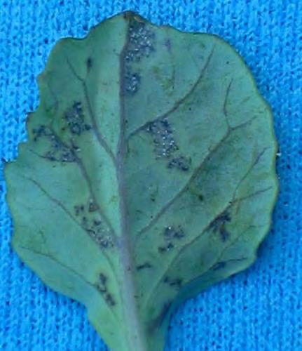 Downy Mildew (page 64) Picture 151: Yellow