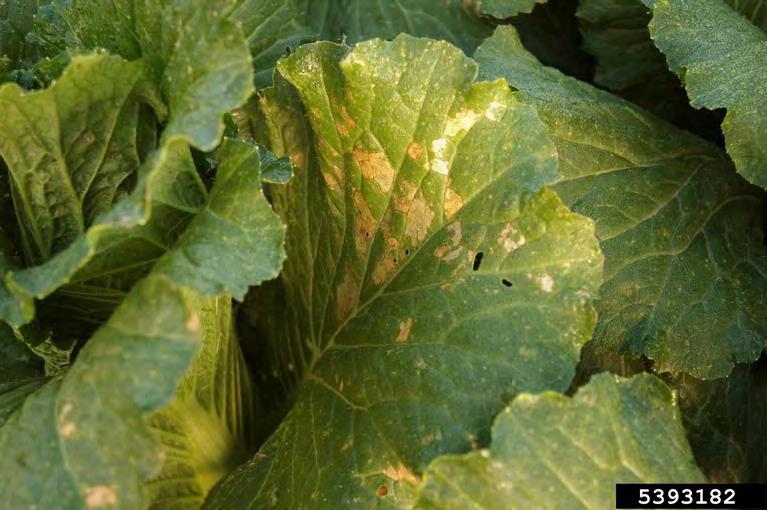 caused  Downy Mildew (page 64) Picture 156: