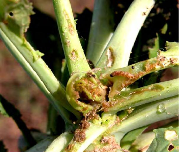 are damaged by cabbage webworm.