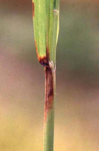 A.3.1. Cm W)aøs Blast (Pyricularia grisea) Picture 100 : Leaf blast.