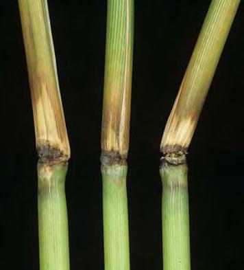 Panicle blast: The infected panicle turns white and dies before being filled with grain.