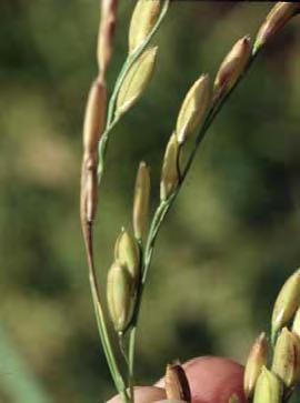 Infected panicles appear white and are partly or completely unfilled.