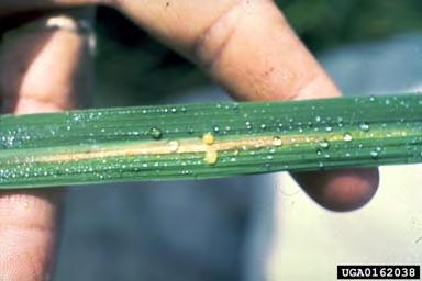 As the disease progresses, the leaf dries up with white lesions and the leaf blade has wavy margins.