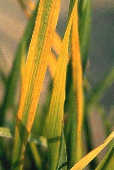 Delayed flowering, which may delay maturity. Panicles are small and not completely exserted. Most panicles are sterile or partially filled with grains and covered with dark brown blotches.