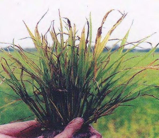 Excessive tillering. Very upright growth habit. Leaves which are short, narrow, and yellowish green.