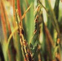 A.3.6. Cm WetOrYjsøwk Rice Ragged Stunt Virus Picture 115 : Galls caused by swollen phloem cell.