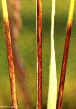 discoloration). Picture 120 : Rice sheath rot infection. Picture 121 : Lesions and necrosis on rice flag leaf.