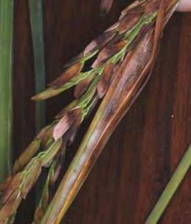 Severe infection causes entire or parts of young panicles to remain within the sheath.