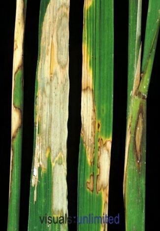 The initial symptoms usually develop as lesion on sheath leave, just below the leaf