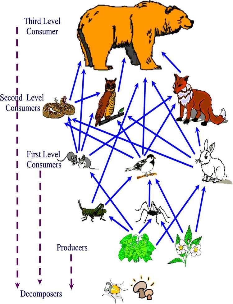 Trophic Web Consumers Heterotrophs (mostly animals) Three levels Producers