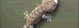 Gecko Attachment and