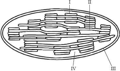 24. The diagram below shows the structure of a chloroplast. What is the structure labelled X? A. Ribosome B. Stroma C. Inner membrane D. Thylakoid 25.