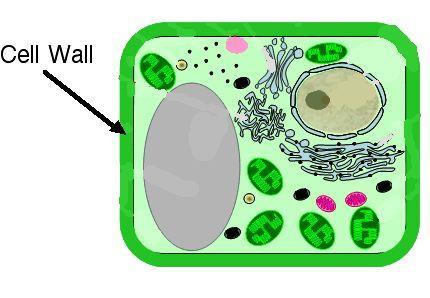 Plant Cells Plant cells are eukaryotic and have all of the organelles as animal cells, plus: