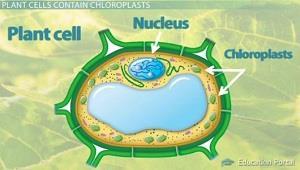 Plant Cells Plant cells are eukaryotic and have all of the organelles as animal cells, plus: Chloroplasts (make sugar