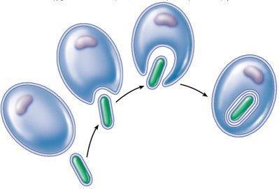 Review Endosymbiosis This is the endosymbiotic theory, or the theory that the chloroplast and mitochondria