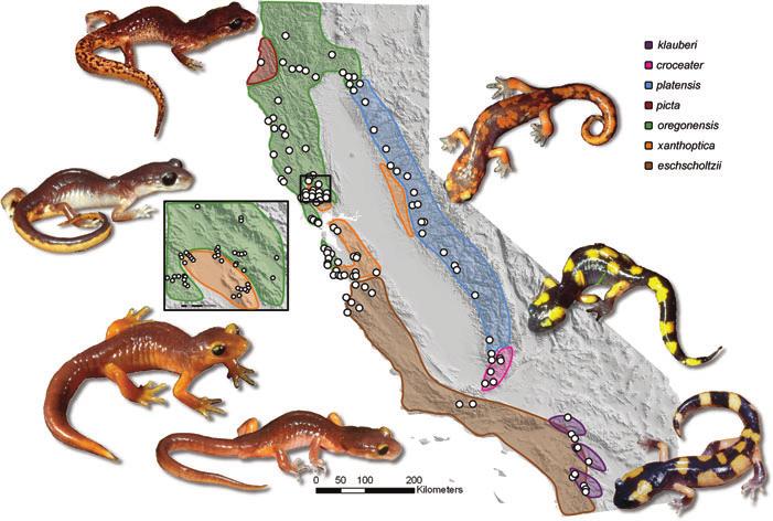 R. J. PEREIRA AND D. B. WAKE Figure 1. Distribution of the ring species Ensatina eschscholtzii in California.