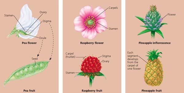 types of fruits.