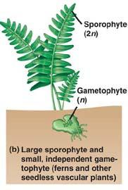 microscopic gametophytes.