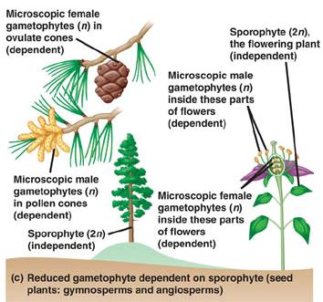 microscopic gametophytes.