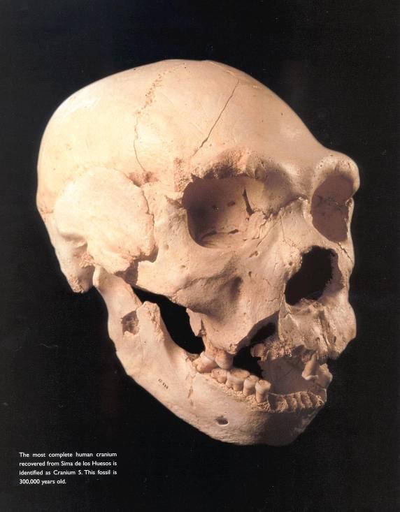 6,700 hominin skeletal