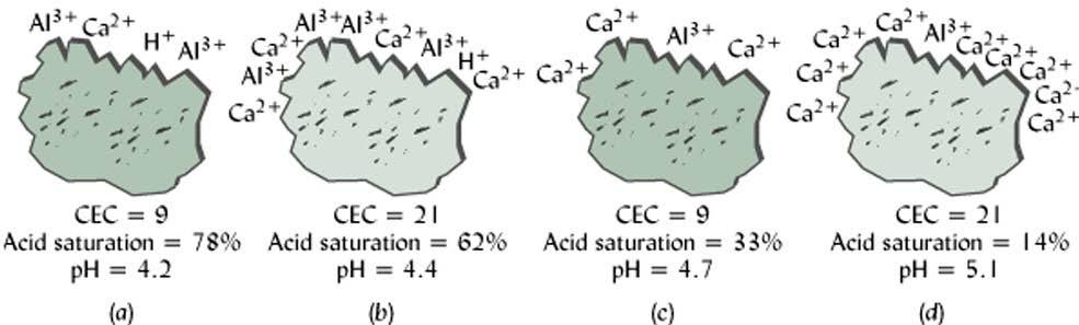 Acid Cation (Al 3+ and H + ) Saturation Percentage % Acid Saturation = cmol c of exchangeable Al 3+ + H + cmol c of CEC x 100 3 acid cations 5 acid cations