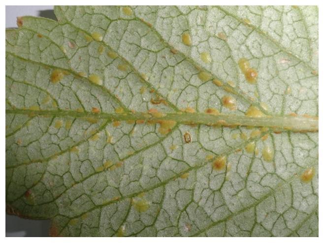 New host plants record for the brown soft scale MATERIALS AND METHODS In this study, infested plants Dahlia pinnata (Asteraceae) and Myrtuscommunis (Myrtaceae) by scale insects were collected from a