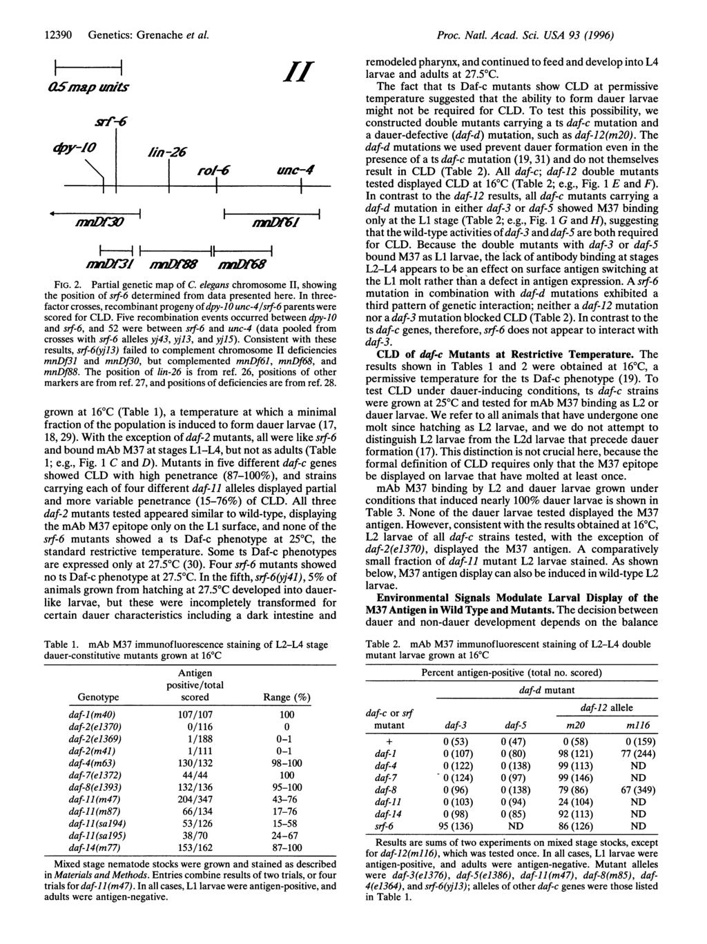 12390 Genetics: Grenache et al asmapuzuts dpy-io srr-,6 Q-L n IDI /n-26 rol-6 I1 IIf., unc-4 IF l 7 --- FIG. 2. Partial genetic map of C.