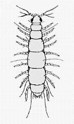 Although, as you will notice, the details have not yet been agreed upon 2) Organization of the phylum Arthropoda