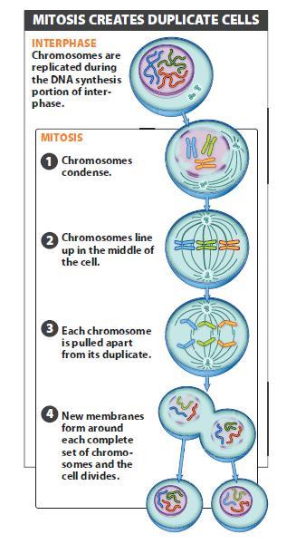 Cell Differentiation and Meiosis Study guide Compare the processes and products of meiosis I and meiosis II. Compare the overall processes and products of meiosis and mitosis.