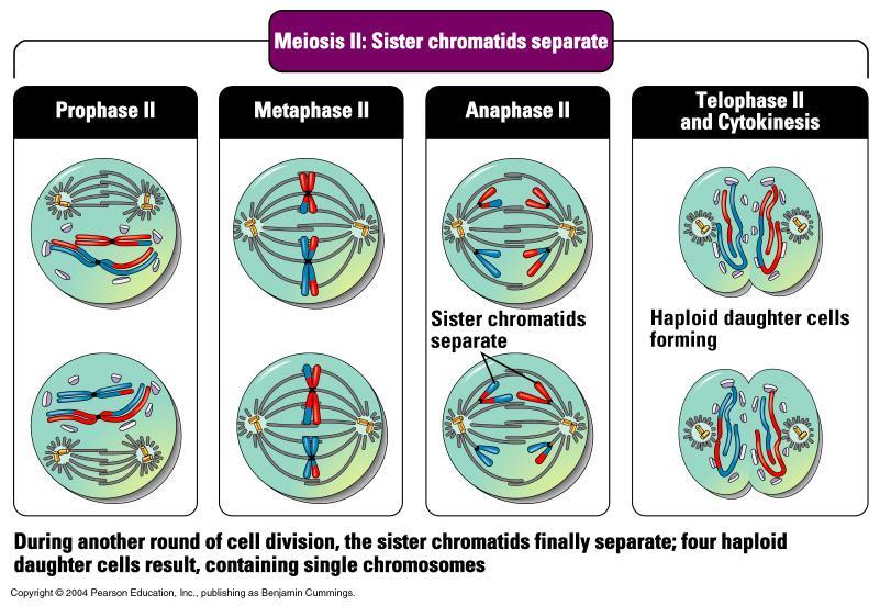meiosis 1: two haploid cells, each chromosome has two chromatids Meiosis II: sister chromatids separate Metaphase 2: