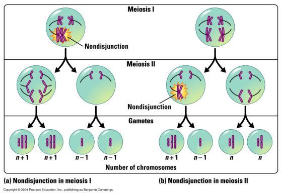 Accidents during meiosis can alter chromosome