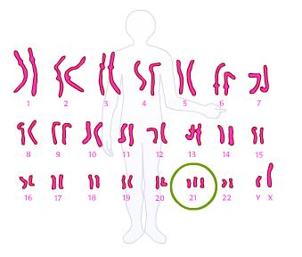 chromosomes in a pair of chromosomes or sister