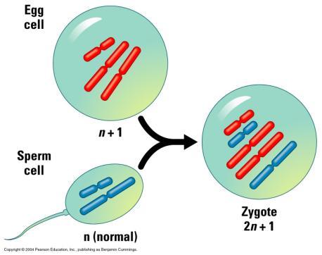 gametes have an extra or a one less chromosome