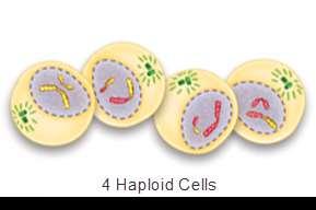 Phases of usually involves two distinct divisions, called meiosis I and