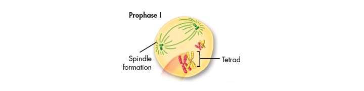 Prophase I The cells