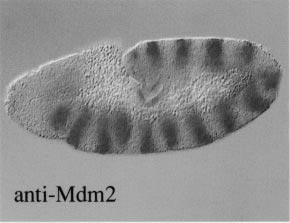 2414 Figure 1 Detection of UAS-Mdm2 expression in the embryo. Flies carrying UAS-Mdm2 were generated by P-element transformation.