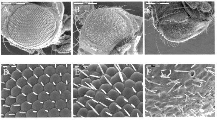 2416 Figure 4 Overexpression of mouse Mdm2 a ects the development of the Drosophila compound eye. (a, d) Wild type Canton-S adult eye. Note the highly regular array of ommatidia and bristles.