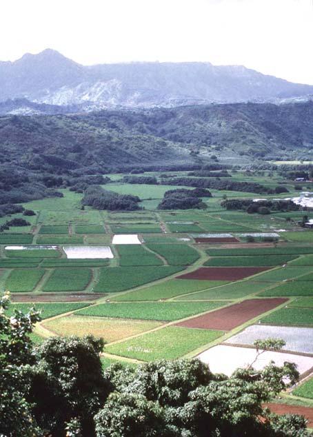 Hawaiian Islands' Area and Maximum Elevation (Photo of HI landscape with taro fields,