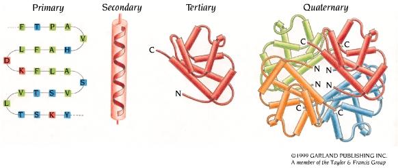 Protein Structure & Function 4 Basic Levels of Protein Structure Protein structure - primarily determined by sequence Protein function - primarily determined by structure Globular proteins: compact
